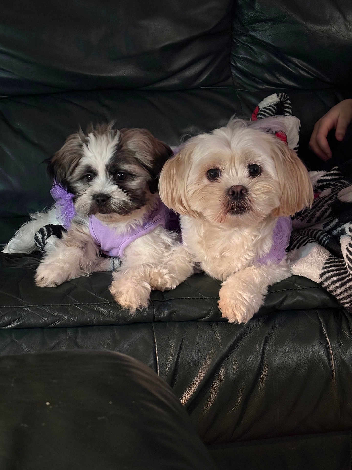 Dior And Coco