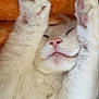 Marshmallow is registered to the contest to win money with this photo: cat, sleeping, white_fur, pink_paw_pads, cozy, blanket, orange, close_up, pet, cute, relaxed, whiskers, feline, soft_fur, indoors, resting, paw, nose, adorable, peaceful