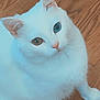 Marshmallow joined the competition — help win amazing prizes! cat, white_cat, heterochromia, blue_eye, brown_eye, pet, animal, fur, cute, indoor, wooden_floor, looking_up, whiskers, ears, paw, domestic_cat, mammal, feline, adorable, curious