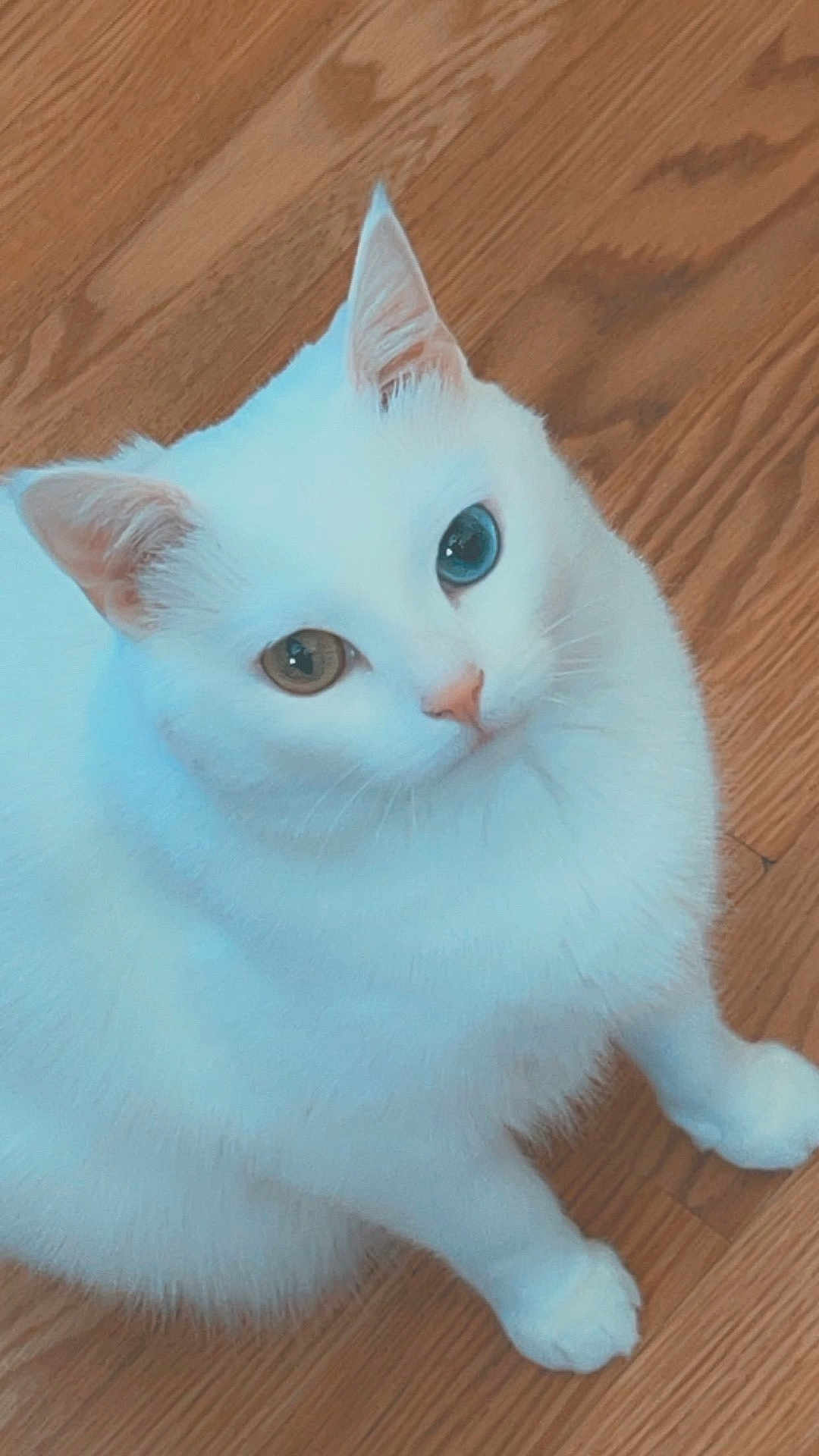 Marshmallow