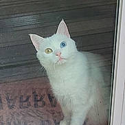 Marshmallow joined the competition — help win amazing prizes! cat, white_cat, heterochromia, blue_eye, yellow_eye, pet, indoor, glass_door, doormat, wooden_floor, curious, looking_up, feline, animal, domestic_animal, whiskers, ears, window, reflection, closeup