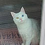 cat, white_cat, heterochromia, blue_eye, yellow_eye, pet, indoor, glass_door, doormat, wooden_floor, curious, looking_up, feline, animal, domestic_animal, whiskers, ears, window, reflection, closeup
