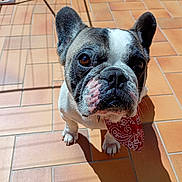 Dart participe au concours pour gagner de l'argent avec cette photo : dog, french_bulldog, bandana, pet, animal, indoor, tile_floor, shadow, sunlight, cute, looking_up, brown_eyes, white_and_brown, portrait, companion, domestic_animal, small_dog, ears_up, alert, adorable
