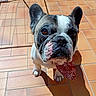 dog, french_bulldog, bandana, pet, animal, indoor, tile_floor, shadow, sunlight, cute, looking_up, brown_eyes, white_and_brown, portrait, companion, domestic_animal, small_dog, ears_up, alert, adorable