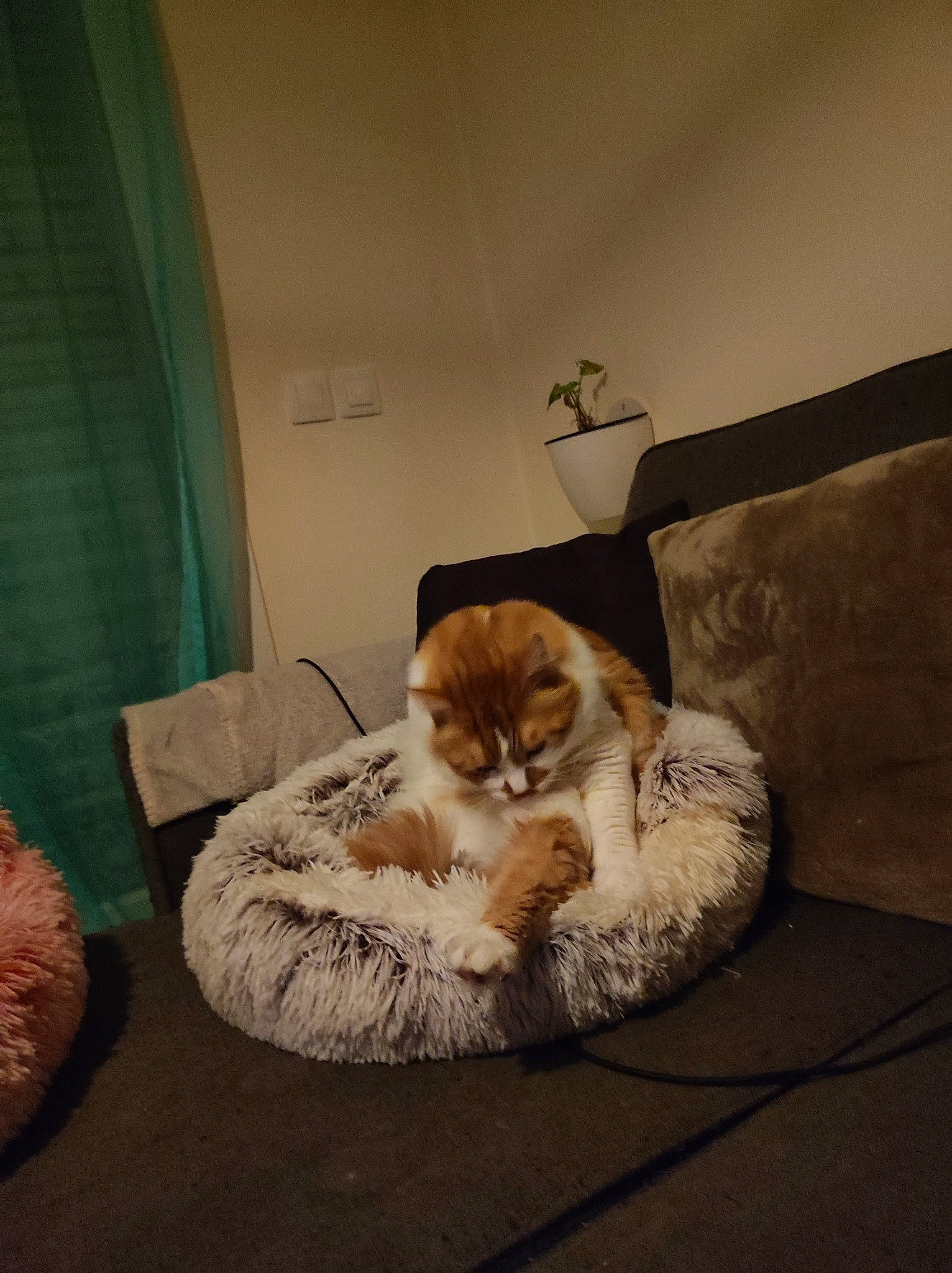 Salem participe au concours pour gagner de l'argent avec cette photo : bedding, bedroom, carnivore, cat, chair, comfort, couch, domestic_short_haired_cat, fawn, felidae, flooring, fur, grey, hardwood, linens, room, small_to_medium_sized_cats, tail, whiskers, wood