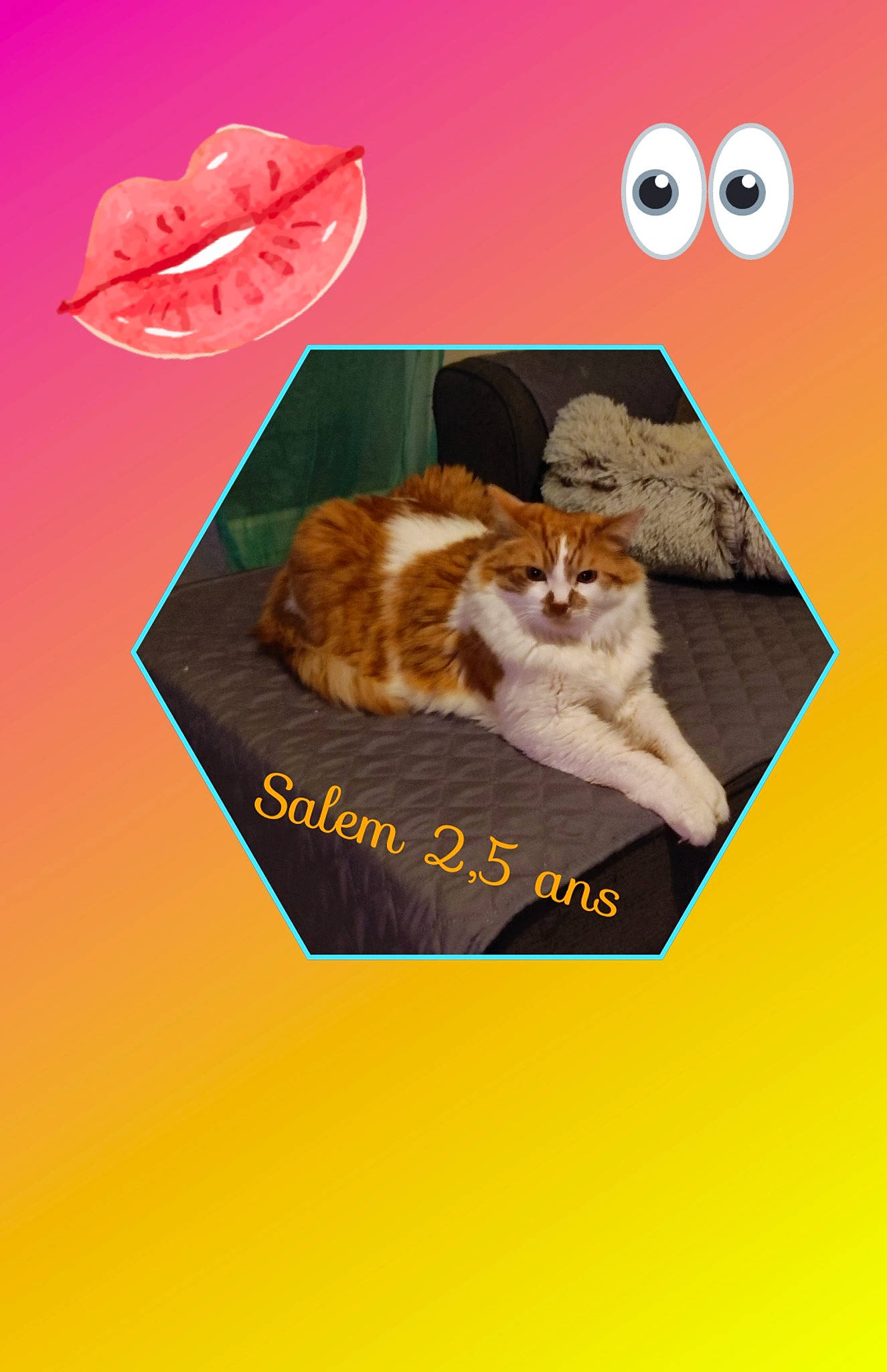 Salem participe au concours pour gagner de l'argent avec cette photo : advertising, art, carnivore, cat, cat_supply, domestic_short_haired_cat, felidae, font, fur, illustration, mammal, paw, pet_supply, photo_caption, rectangle, small_to_medium_sized_cats, tail, vertebrate, whiskers, wood