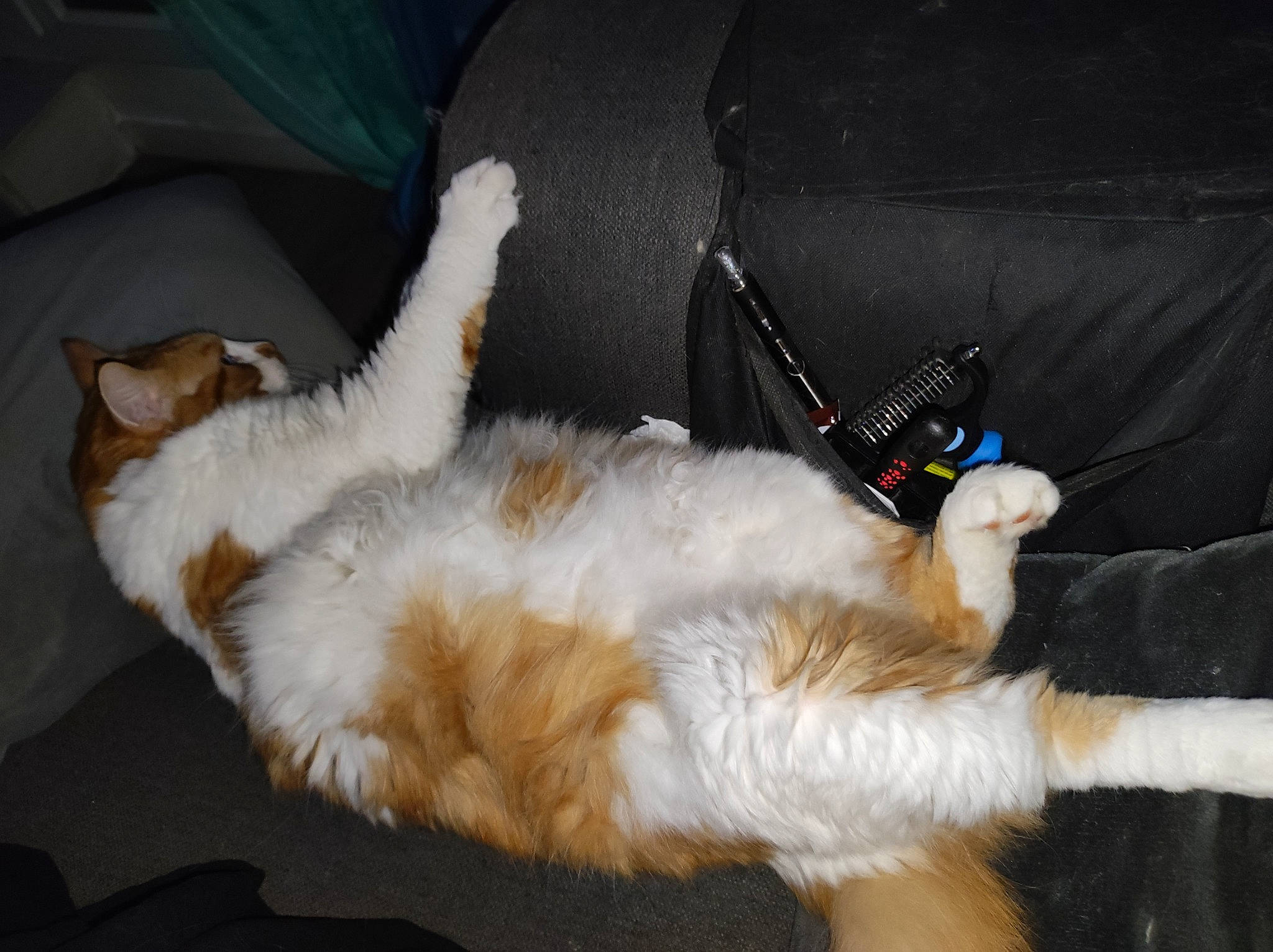 Salem participe au concours pour gagner de l'argent avec cette photo : canidae, carnivore, cat, claw, comfort, companion_dog, dog_breed, fawn, felidae, foot, fur, lap, nap, paw, small_to_medium_sized_cats, sporting_group, tail, whiskers, windshield