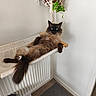 blue_eyes, cat, cozy, domestic, floor_mat, fluffy, fur, furniture, hammock, hanging_plant, home_interior, indoor, lounging, minimalist, pet, plant, radiator, relaxed, tail, wooden_frame