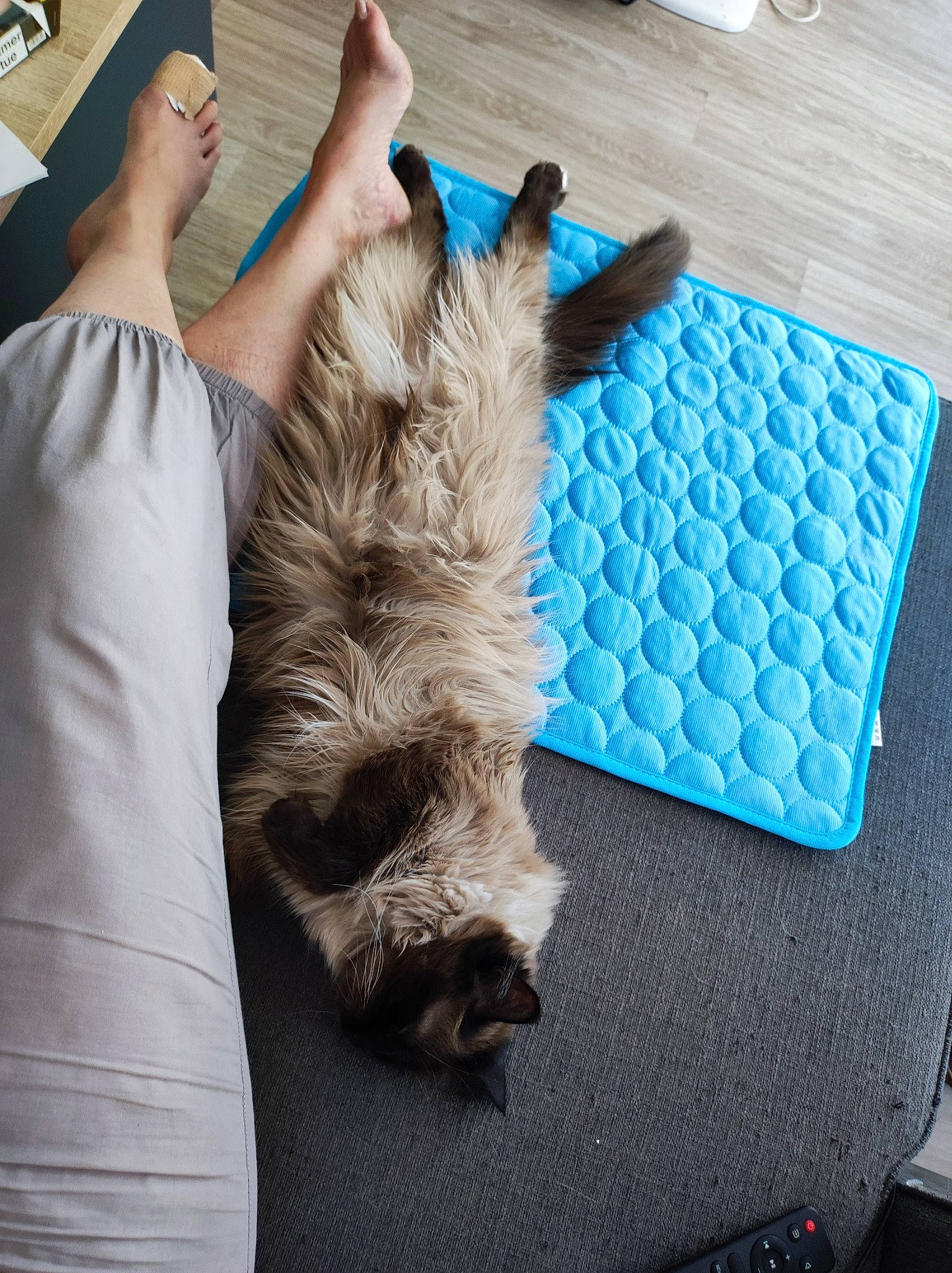 Ryna a rejoint le concours — aidez-le/la à gagner de superbes lots ! canidae, carnivore, cat, comfort, companion_dog, dog_breed, fashion_design, felidae, flooring, fur, gesture, hardwood, human_leg, small_to_medium_sized_cats, sporting_group, tail, textile, thigh, whiskers, wood