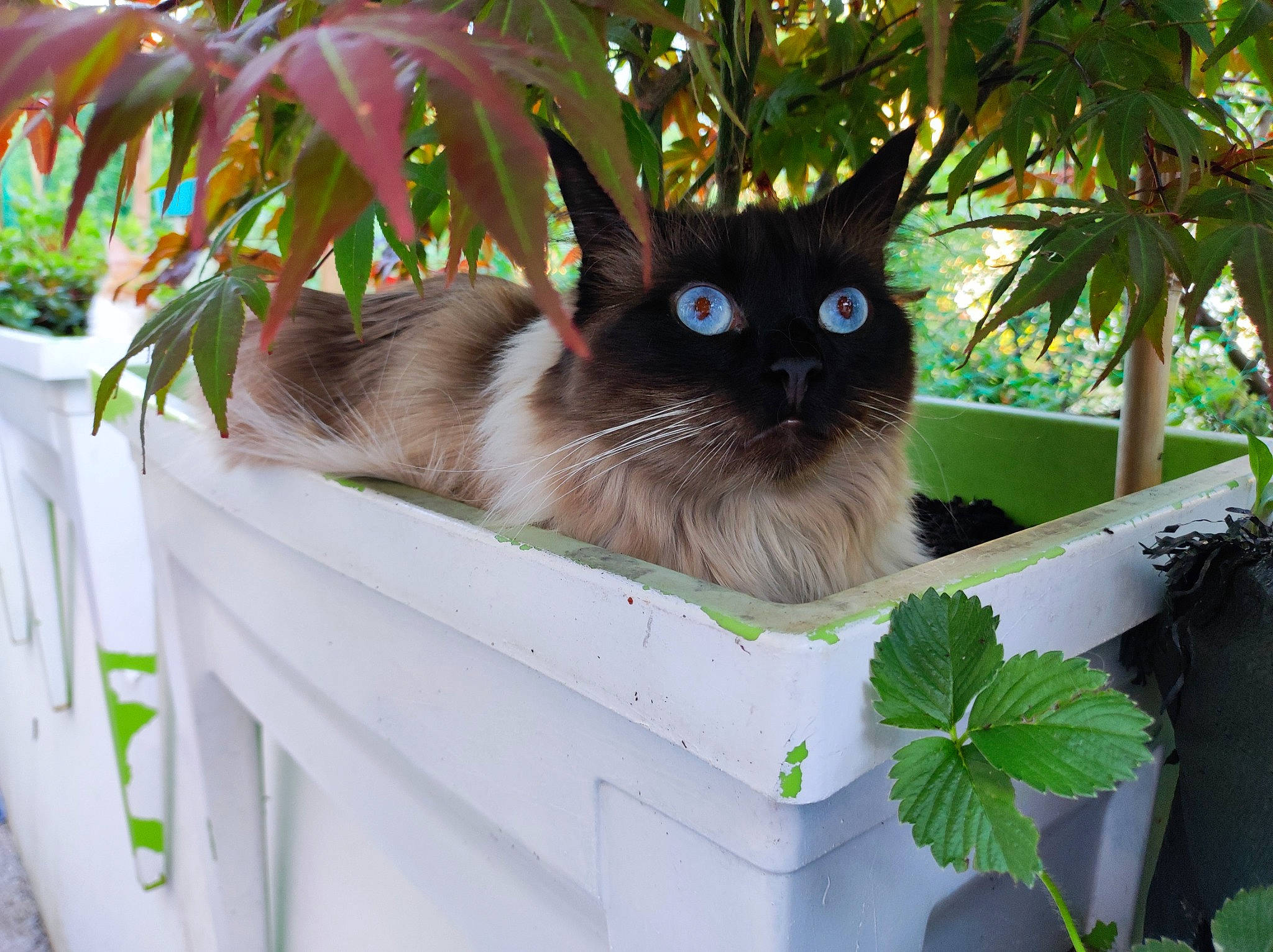 Ryna participe au concours pour gagner de l'argent avec cette photo : balinese, birman, box, carnivore, cat, domestic_short_haired_cat, fawn, felidae, fur, grass, iris, leaf, plant, siamese, small_to_medium_sized_cats, snout, tail, thai, whiskers, wood