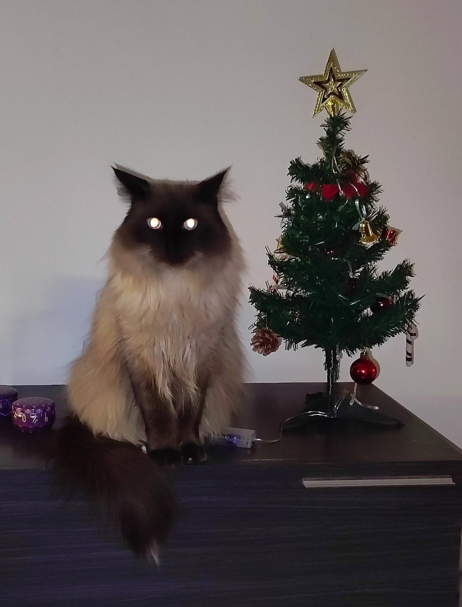 Ryna a rejoint le concours — aidez-le/la à gagner de superbes lots ! carnivore, cat, christmas_decoration, christmas_ornament, christmas_tree, conifer, event, evergreen, fawn, felidae, fur, grey, holiday, holiday_ornament, ornament, plant, small_to_medium_sized_cats, tail, tree, whiskers