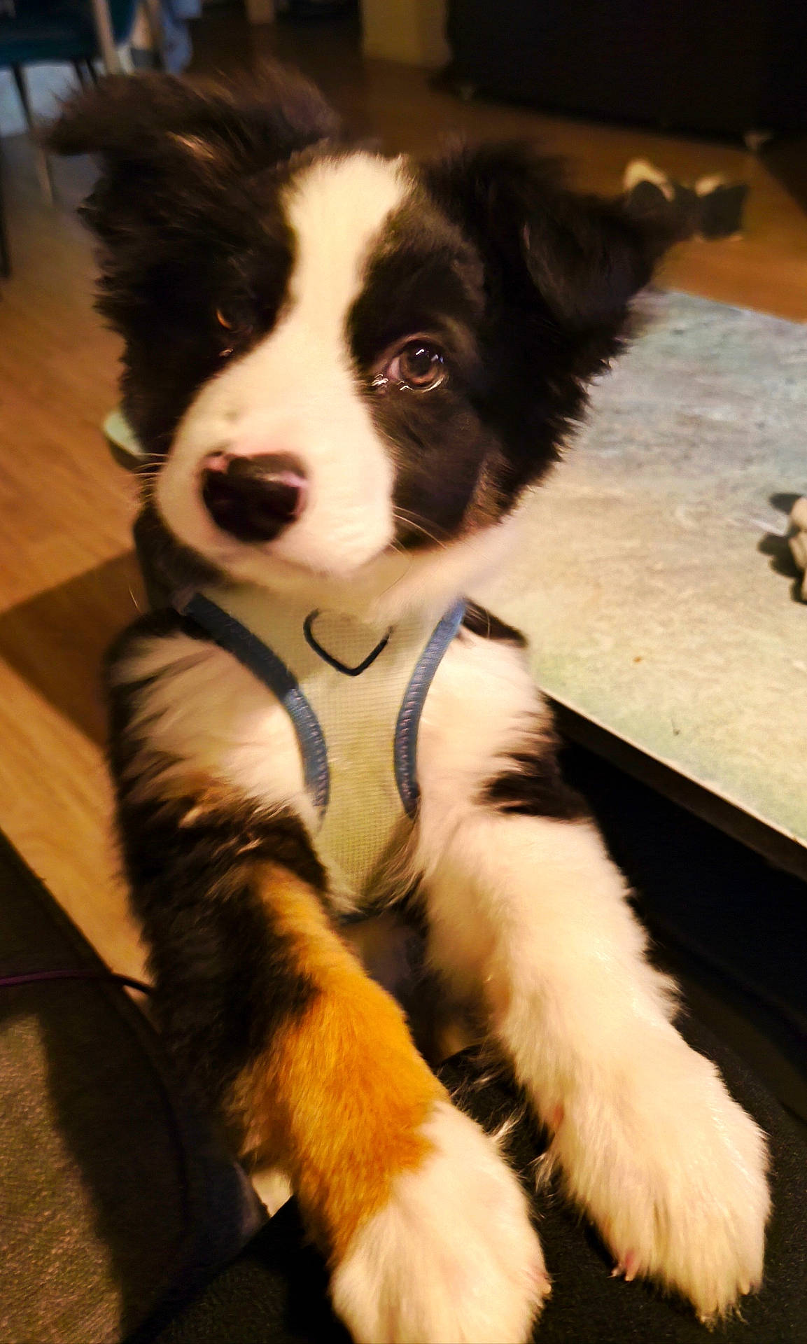animal, black_and_white, brown, canine, closeup, cute, dog, domestic_animal, ears, floor, fur, furniture, harness, indoor, looking, mammal, nose, pet, puppy, young