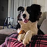 Arès participe au concours pour gagner de l'argent avec cette photo : animal, black_and_white, brown_paws, canine, companion, couch, curtains, dog, domestic, fur, happy, indoor, living_room, paw, person, pet, plaid_pants, playful, tongue_out, walker