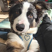 Arès participe au concours pour gagner de l'argent avec cette photo : animal, brown_eyes, close_up, cozy, curious, cute, dog, ears, fluffy, fur, furniture, harness, heart, indoor, looking_at_camera, natural_light, pet, portrait, puppy, soft