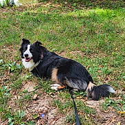 Arès participe au concours pour gagner de l'argent avec cette photo : animal, black_and_white, canine, dog, fur, grass, greenery, happy, leash, nature, outdoor, park, pet, resting, smiling, summer, sunlight, tail, tongue_out, water