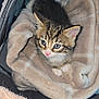 kitten, cat, tabby, blue_eyes, blanket, soft, cozy, pet, animal, indoor, cute, small, fur, whiskers, pink_nose, resting, young, adorable, comfort, curious