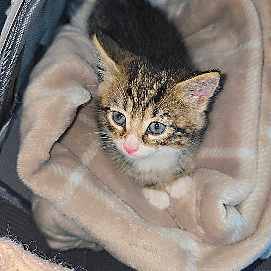 Mufusa is registered to the contest to win money with this photo: adorable, animal, blanket, blue_eyes, cat, comfort, cozy, curious, cute, fur, indoor, kitten, pet, pink_nose, resting, small, soft, tabby, whiskers, young