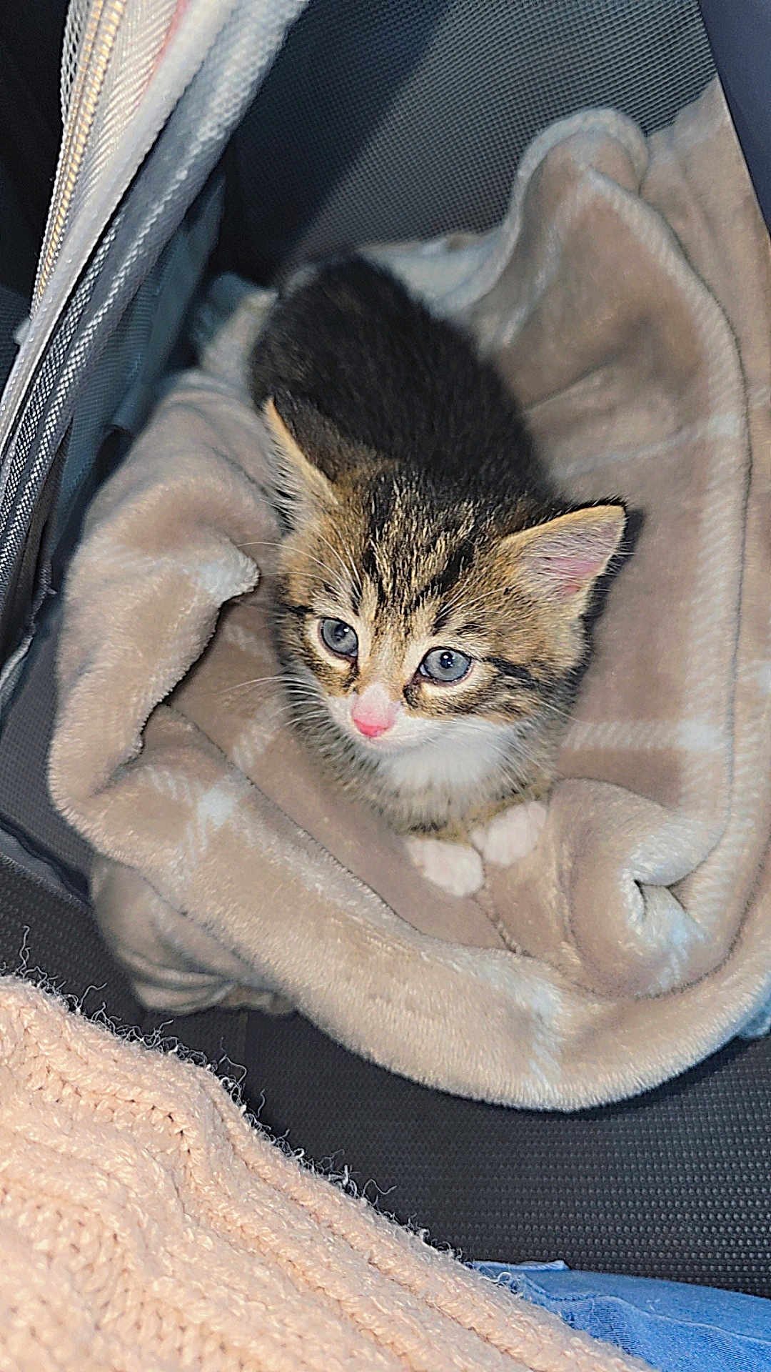 Mufusa is registered to the contest to win money with this photo: kitten, cat, tabby, blue_eyes, blanket, soft, cozy, pet, animal, indoor, cute, small, fur, whiskers, pink_nose, resting, young, adorable, comfort, curious