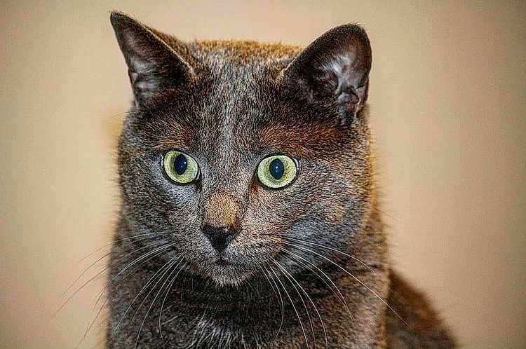 Simba