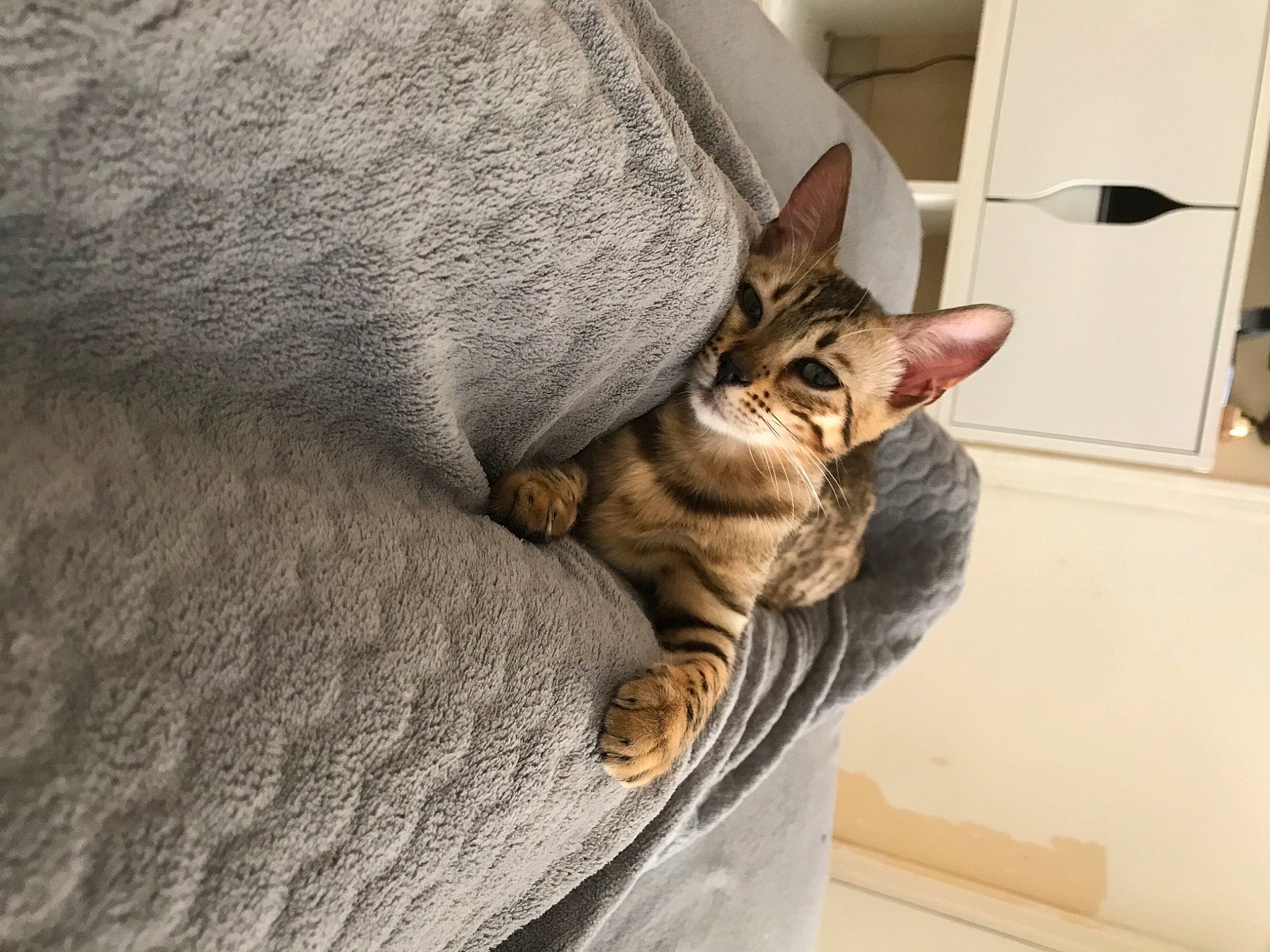 Nala a rejoint le concours — aidez-le/la à gagner de superbes lots ! carnivore, cat, claw, comfort, domestic_short_haired_cat, fawn, felidae, fur, grey, linens, paw, sitting, small_to_medium_sized_cats, tail, terrestrial_animal, whiskers