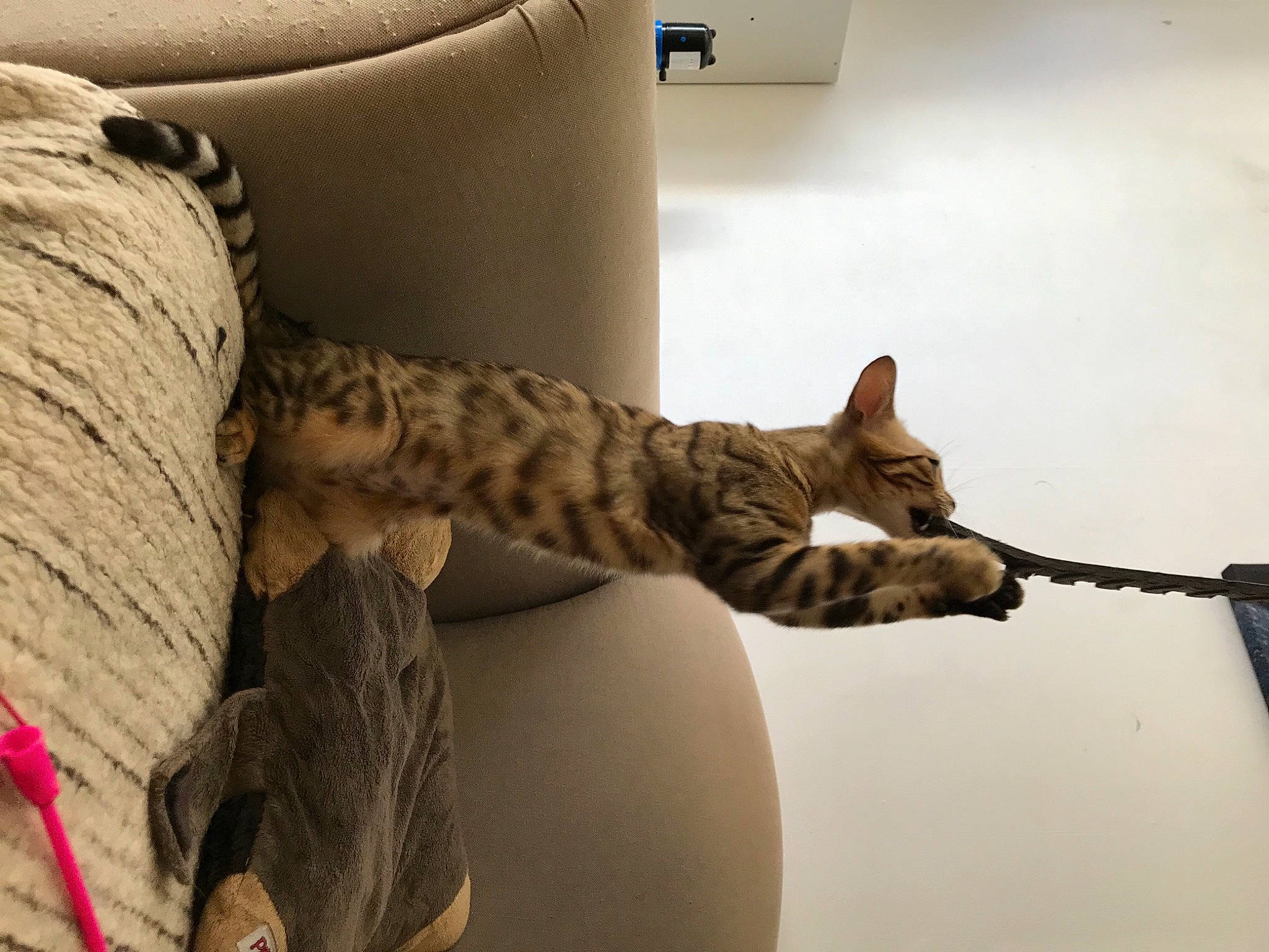 Nala participe au concours pour gagner de l'argent avec cette photo : bed, carnivore, cat, comfort, couch, domestic_short_haired_cat, elbow, felidae, flooring, fur, human_leg, knee, linens, pattern, room, small_to_medium_sized_cats, tail, thigh, whiskers, wood