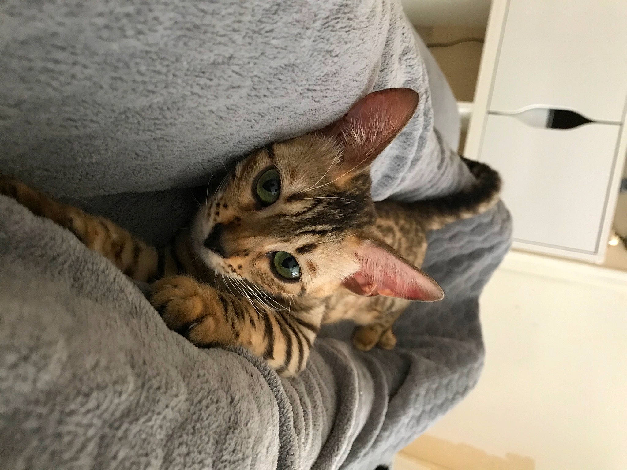 Nala a rejoint le concours — aidez-le/la à gagner de superbes lots ! carnivore, cat, claw, comfort, domestic_short_haired_cat, fawn, felidae, foot, fur, human_leg, jaw, linens, nail, paw, sitting, small_to_medium_sized_cats, terrestrial_animal, whiskers, wrist