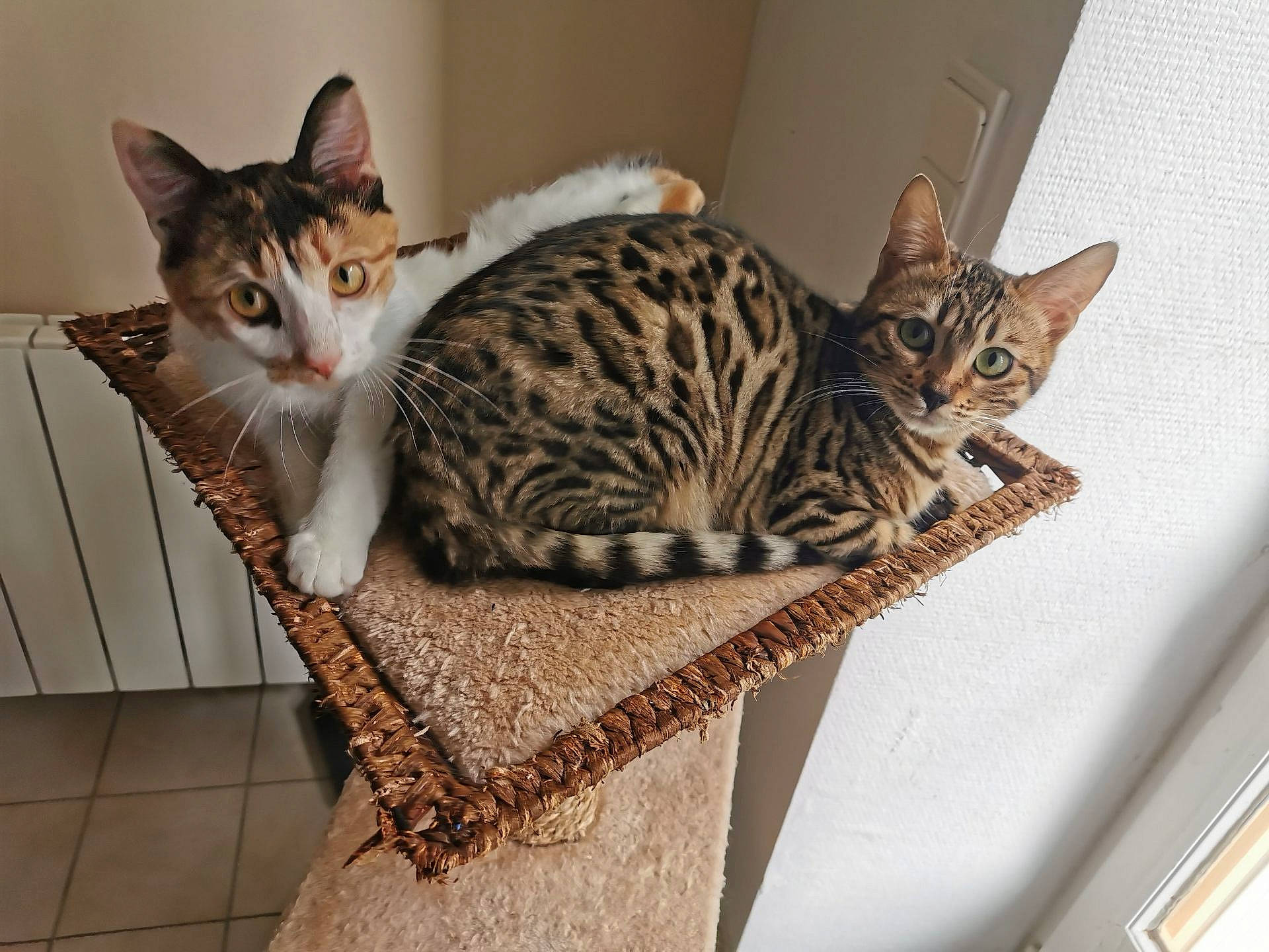 Nala participe au concours pour gagner de l'argent avec cette photo : basket, carnivore, cat, cat_supply, comfort, domestic_short_haired_cat, felidae, flooring, fur, mammal, pattern, paw, sitting, small_to_medium_sized_cats, snout, tail, terrestrial_animal, vertebrate, whiskers, wood