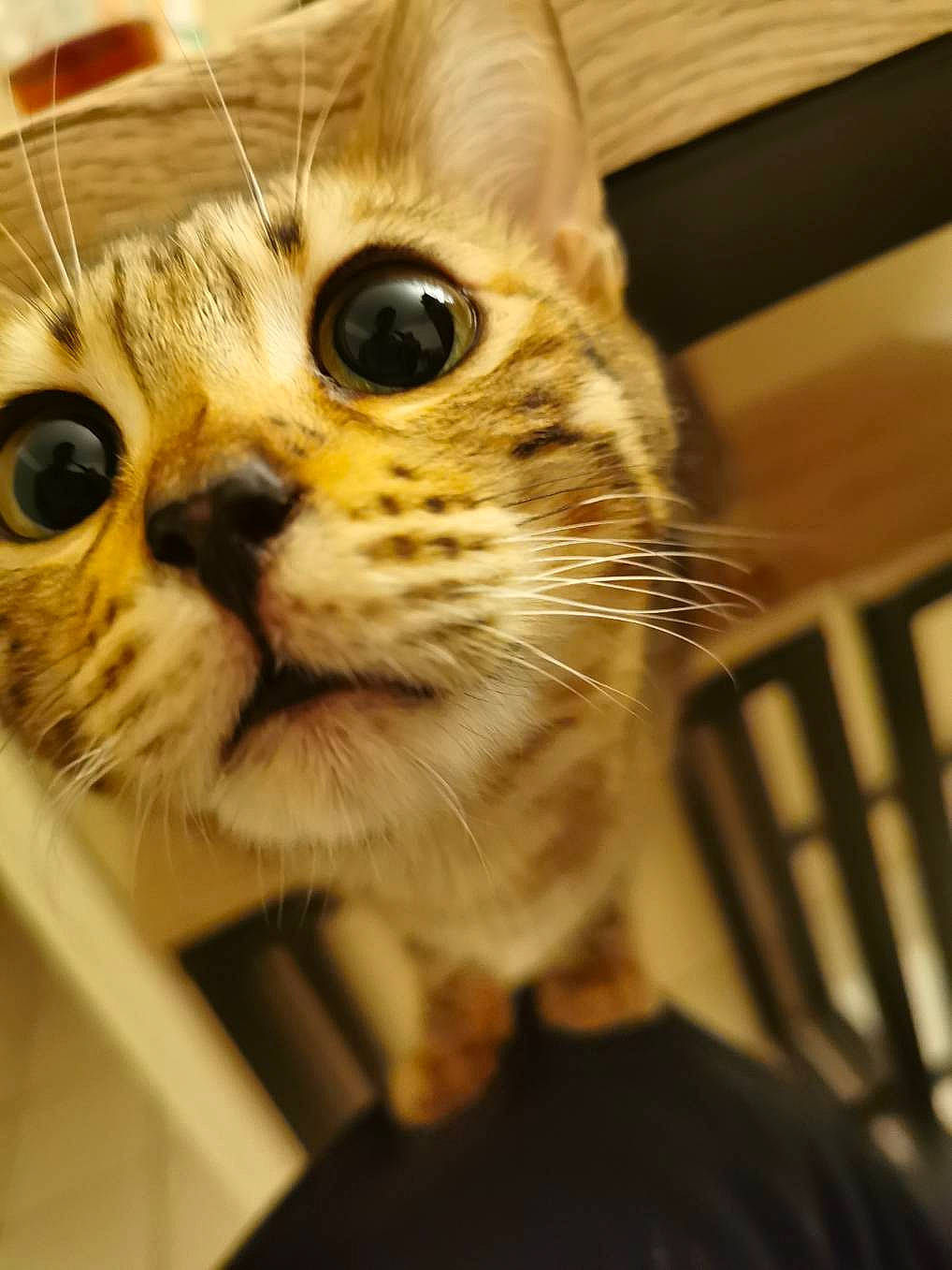 Nala participe au concours pour gagner de l'argent avec cette photo : carnivore, cat, claw, domestic_short_haired_cat, eyewear, fawn, felidae, fur, paw, small_to_medium_sized_cats, snout, terrestrial_animal, whiskers, wildlife