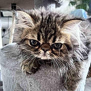 Diogo joined the competition — help win amazing prizes! kitten, cat, fluffy, furry, pet, animal, indoors, cat_tree, whiskers, cute, face, ears, paws, tabby, feline, closeup, resting, soft, domestic_animal, young