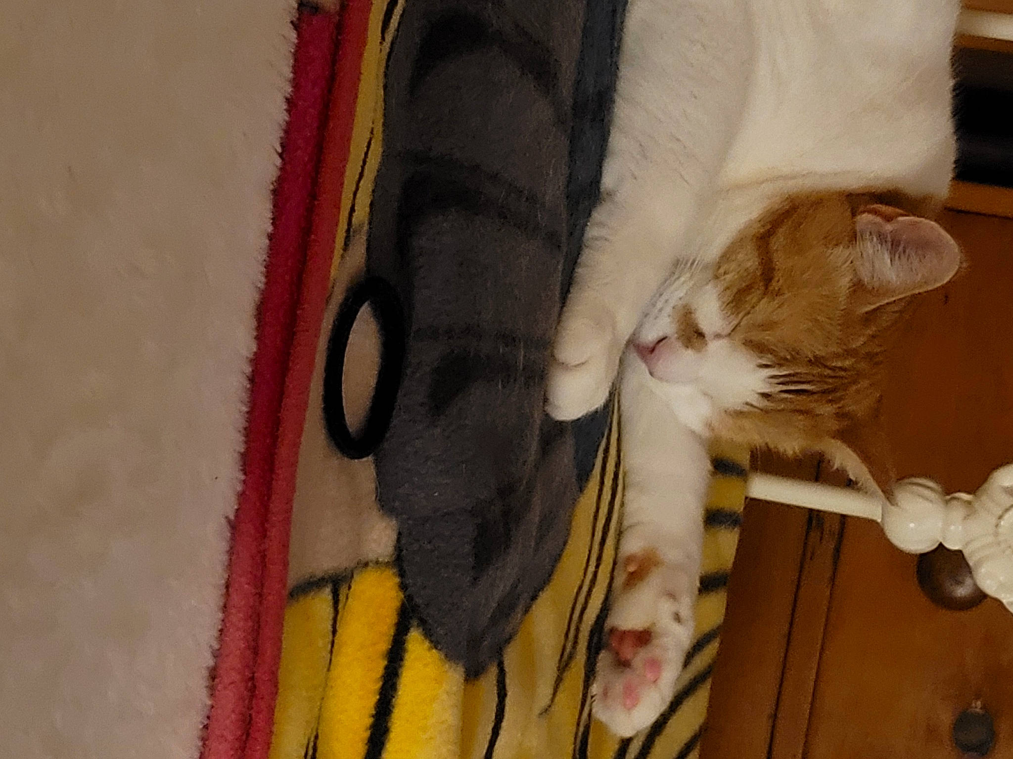 Mango is registered to the contest to win money with this photo: bag, carnivore, cat, claw, comfort, domestic_short_haired_cat, fawn, felidae, fur, hardwood, linens, paw, peach, small_to_medium_sized_cats, tail, thread, visual_arts, whiskers, wood, wool