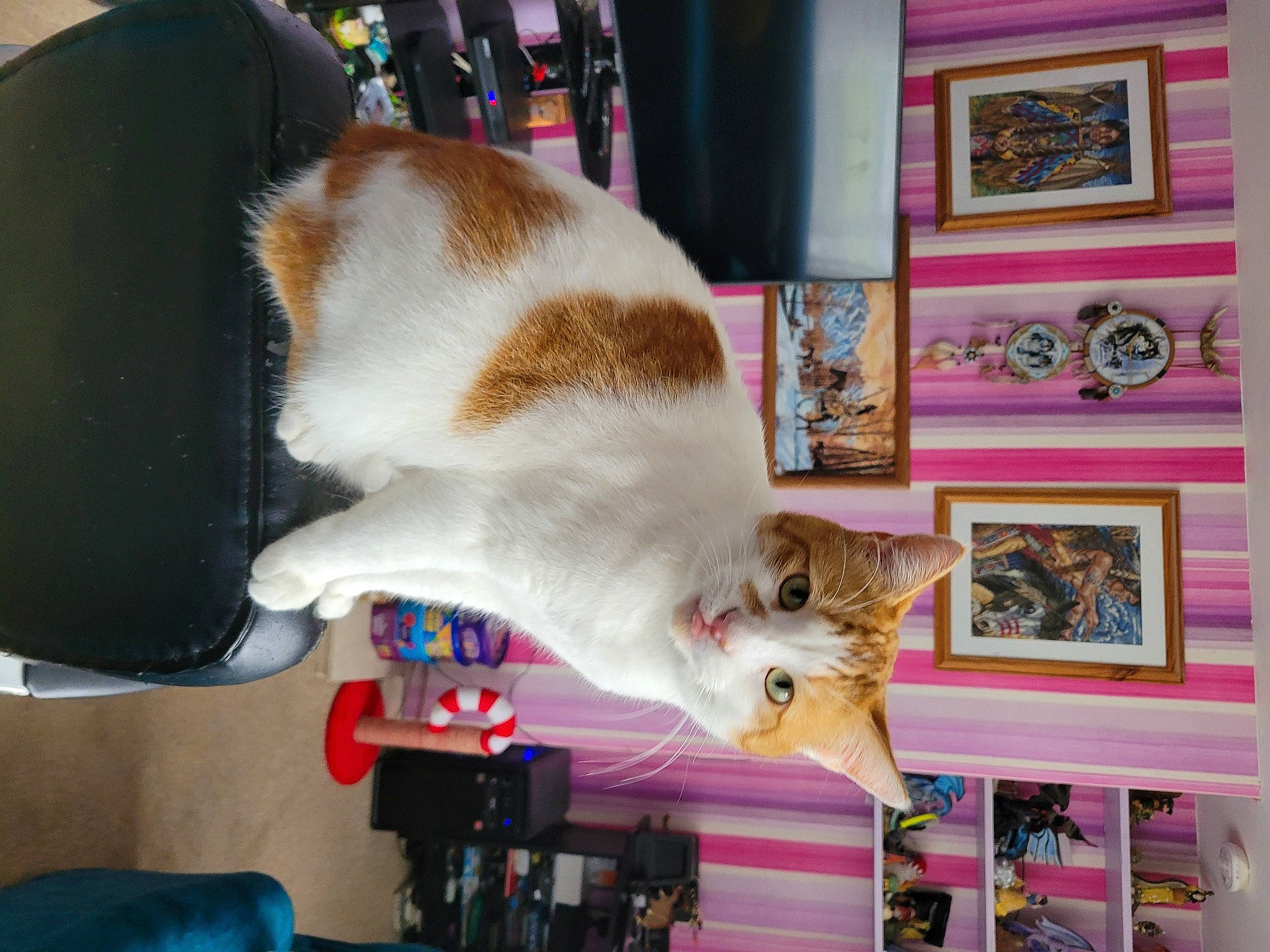 Mango joined the competition — help win amazing prizes! art, bookcase, carnivore, cat, domestic_short_haired_cat, fawn, felidae, fur, guitar, magenta, mammal, musical_instrument, picture_frame, room, shelf, shelving, small_to_medium_sized_cats, tail, visual_arts, whiskers