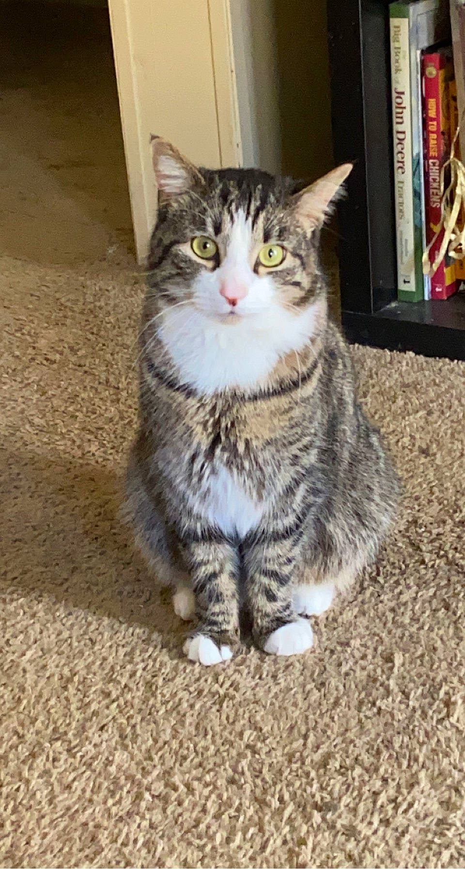 Cas joined the competition — help win amazing prizes! carnivore, cat, domestic_short_haired_cat, eye, felidae, fur, paw, shelf, sitting, small_to_medium_sized_cats, snout, tail, terrestrial_animal, tree, whiskers