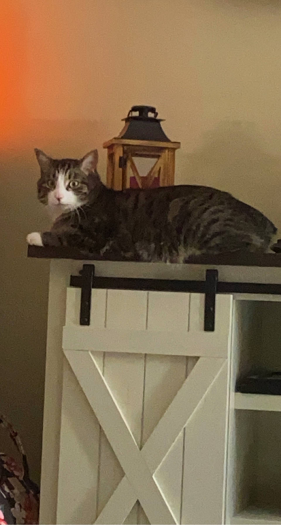 Cas is registered to the contest to win money with this photo: cabinetry, carnivore, cat, cat_supply, domestic_short_haired_cat, felidae, fur, grey, hardwood, hat, lamp, rectangle, room, shelf, shelving, small_to_medium_sized_cats, table, tail, whiskers, wood