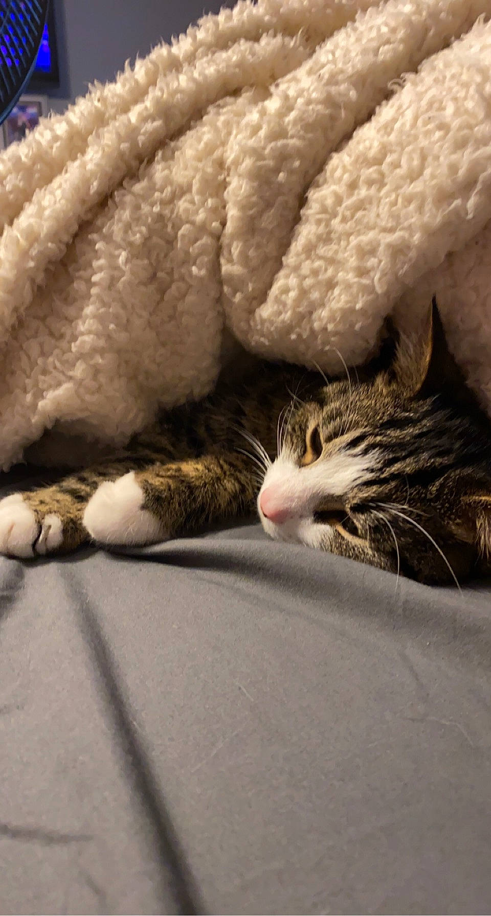 Cas joined the competition — help win amazing prizes! bed, carnivore, cat, claw, comfort, domestic_short_haired_cat, eye, fawn, felidae, fur, grey, leg, linens, nap, paw, small_to_medium_sized_cats, snout, tail, whiskers, wood