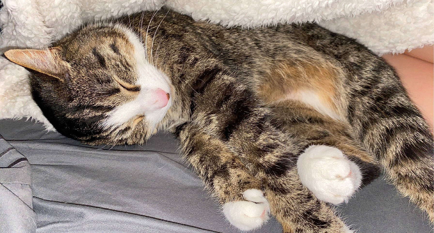 Cas is registered to the contest to win money with this photo: carnivore, cat, claw, comfort, domestic_short_haired_cat, ear, felidae, fur, nap, paw, sleep, small_to_medium_sized_cats, snout, tail, terrestrial_animal, whiskers