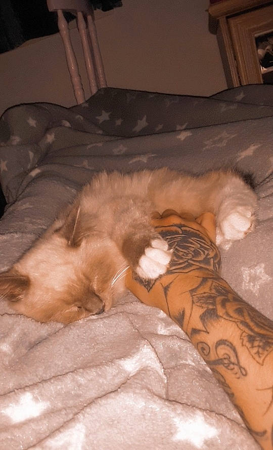 Patsy joined the competition — help win amazing prizes! carnivore, cat, claw, comfort, companion_dog, couch, dog_breed, duvet, fawn, felidae, foot, fur, human_leg, leg, linens, paw, small_to_medium_sized_cats, tail, thigh, whiskers