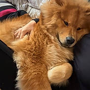 Kaïno a rejoint le concours — aidez-le/la à gagner de superbes lots ! animal, closeup, comfort, companion, couch, cozy, dog, fluffy, fur, golden_brown, hand, human, indoor, pet, pillow, relaxation, resting, snuggling, soft, warm