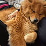 animal, closeup, comfort, companion, couch, cozy, dog, fluffy, fur, golden_brown, hand, human, indoor, pet, pillow, relaxation, resting, snuggling, soft, warm