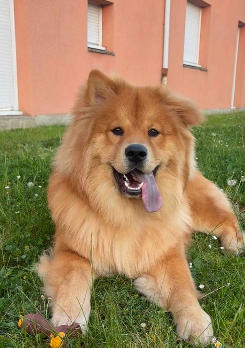 Kaïno participe au concours pour gagner de l'argent avec cette photo : dog, grass, outdoor, happy, tongue_out, fluffy, pet, canine, smiling, building, window, nature, animal, fur, playful, resting, daytime, mammal, cute, friendly