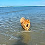 dog, water, ocean, beach, sunny, sky, happy, tongue_out, fluffy, animal, pet, outdoor, nature, summer, playing, canine, shore, daytime, waves, walking