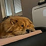 animal, bed, calm, cozy, curtain, dog, domestic, expression, fluffy, fur, furniture, golden_brown, household, indoor, paws, pet, relaxing, resting, side_view, window