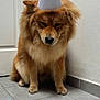 dog, birthday, party_hat, cake, candle, floor, tile, indoor, pet, celebration, brown_fur, fluffy, sad_look, paper_hat, container, small_cake, animal, cute, waiting, lonely
