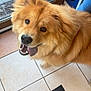 Kaïno participe au concours pour gagner de l'argent avec cette photo : animal, brown_eyes, companion, cute, dog, domestic, fluffy, friendly, furry, glass_door, golden_fur, happy, indoor, looking_up, mat, paw_prints, pet, sandal, tile_floor, tongue_out