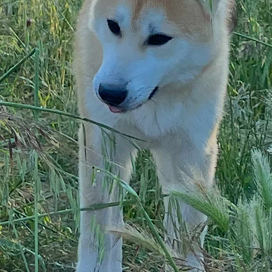Simba participe au concours pour gagner de l'argent avec cette photo : animal, canine, closeup, curious, daylight, dog, ears, field, fur, grass, greenery, mammal, nature, outdoor, pet, plants, snout, tongue, walking, wild