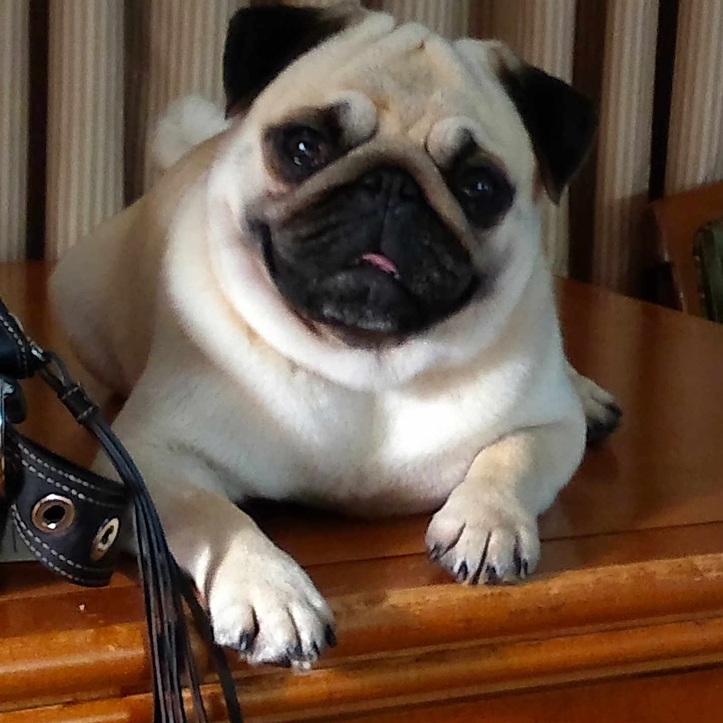 Pebbles joined the competition — help win amazing prizes! animal, closeup, companion, cozy, cute, dog, face, fur, indoor, leather_strap, looking, paw, pet, pug, resting, small_dog, striped_curtains, table, tongue, wood