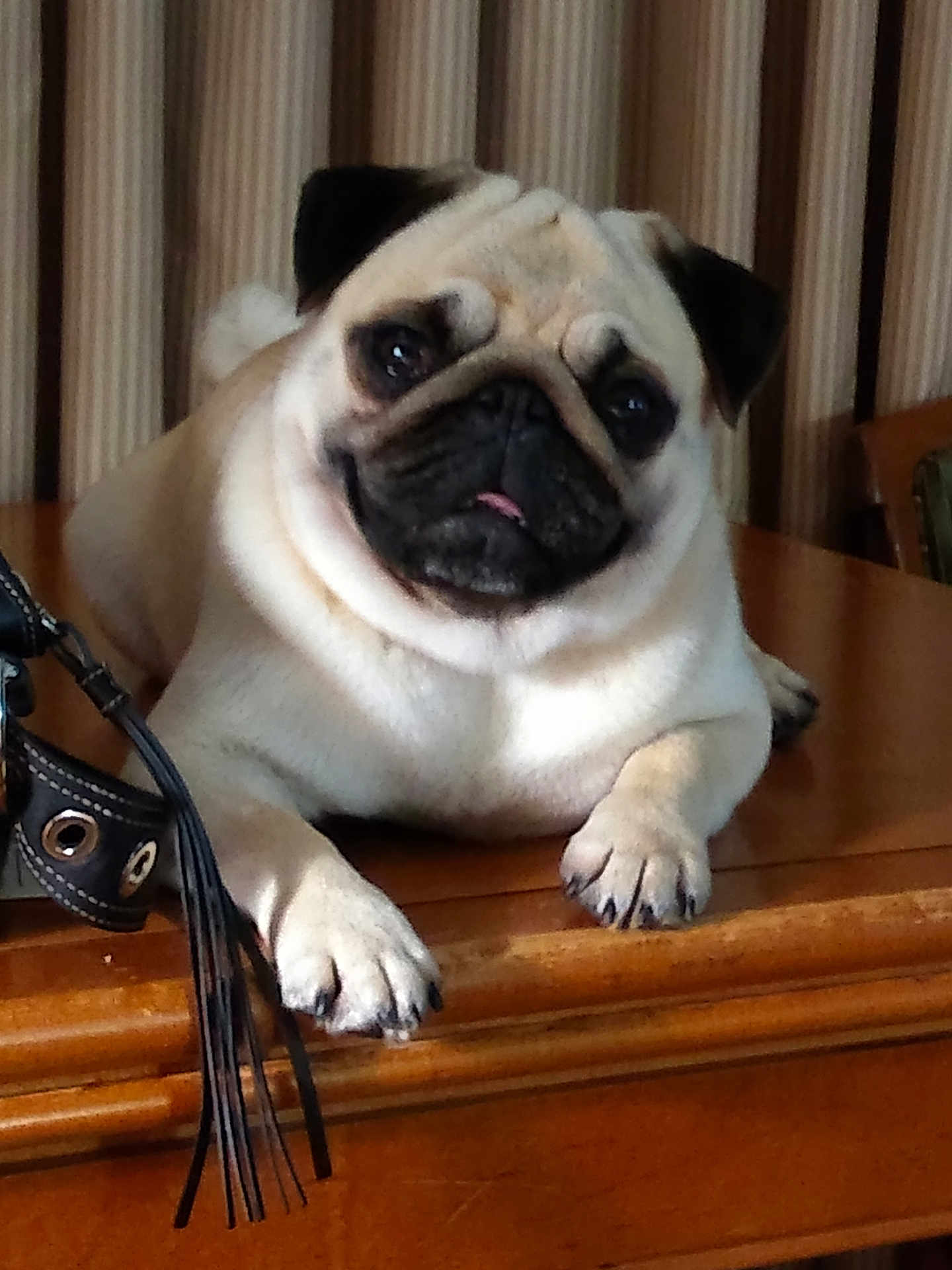 Pebbles joined the competition — help win amazing prizes! dog, pug, pet, animal, indoor, table, wood, tongue, cute, face, paw, fur, striped_curtains, leather_strap, resting, looking, closeup, small_dog, companion, cozy
