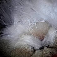 Mister a rejoint le concours — aidez-le/la à gagner de superbes lots ! animal, cat, close_up, closeup, cute, domestic_animal, face, feline, fluffy, fur, furry, muzzle, nose, pet, portrait, sleeping, soft, texture, whisker, whiskers