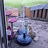 Mister a rejoint le concours — aidez-le/la à gagner de superbes lots ! cat, outdoor, umbrella, cat_tree, fence, dirt, fluffy_cat, pet, animal, window_frame, green_umbrella, purple_cat_tree, relaxing, back_view, garden, wooden_pallet, shade, sun_protection, domestic_cat, quiet