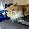 cat, fluffy_cat, indoor, couch, furniture, window, household, pet, sleepy, resting, orange_cat, long_hair, domestic_cat, relaxed, feline, cozy, animal, living_room, blurred, soft_light