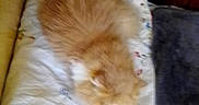 Mister a rejoint le concours — aidez-le/la à gagner de superbes lots ! animal, bed, blanket, cat, comfort, cozy, cute, fur, furniture, ginger_cat, home, indoor, orange, pet, pile, relaxation, resting, sleep, sleeping, soft
